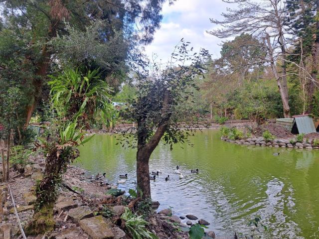 南投竹山農地-1